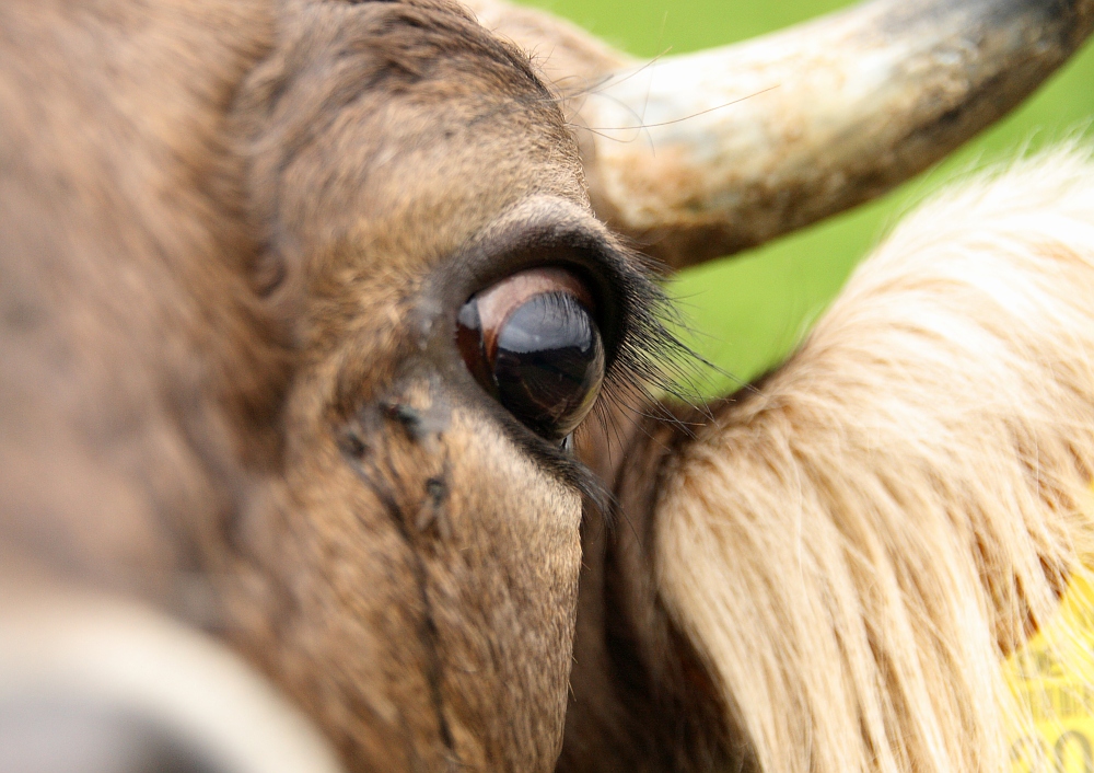 Können diese Augen lügen?