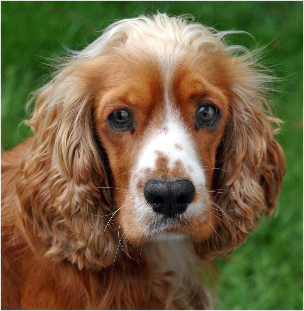 Können diese Augen lügen?