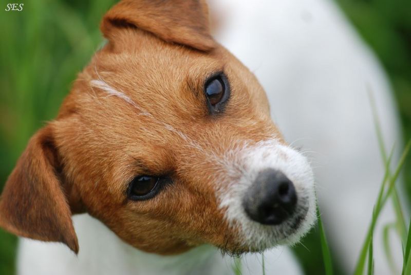 Können diese Augen lügen?