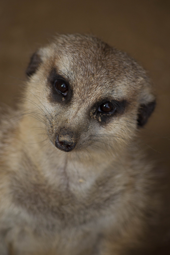 Können diese Augen lügen?