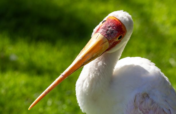 Können diese Augen lügen?