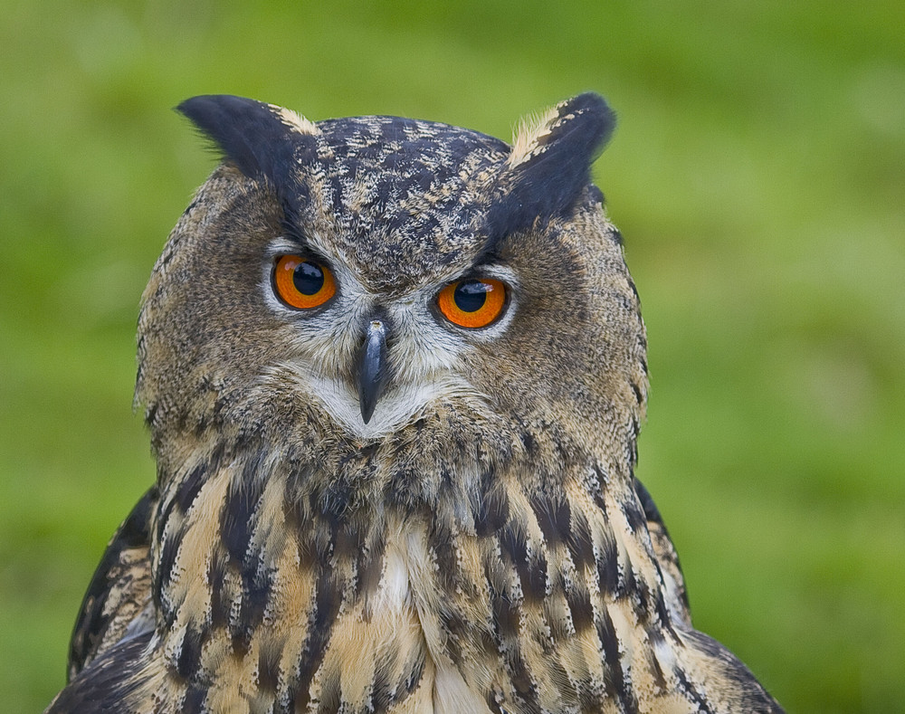 Können diese Augen lügen ???