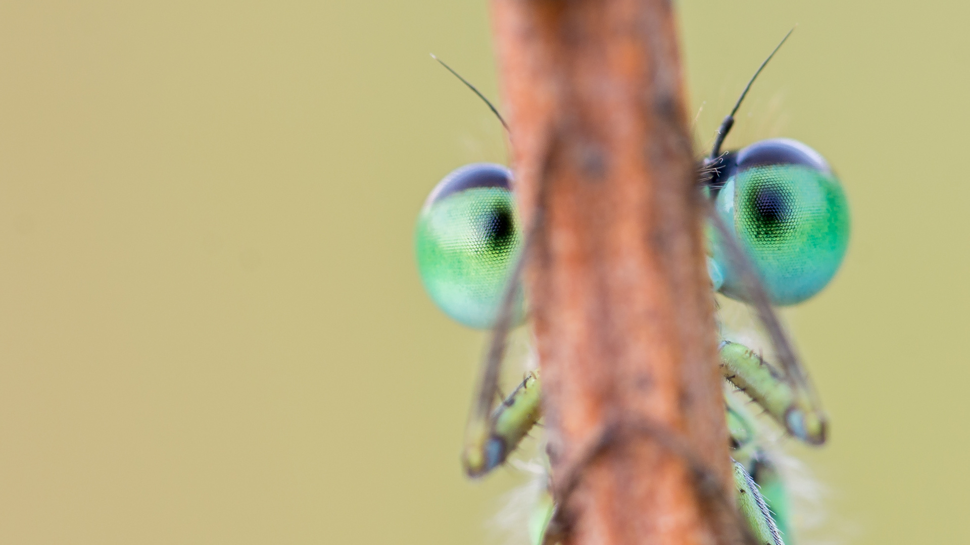 Können diese Augen lügen ?!