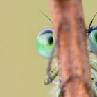 Können diese Augen lügen ?!