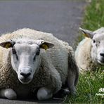 Können diese Augen lügen?