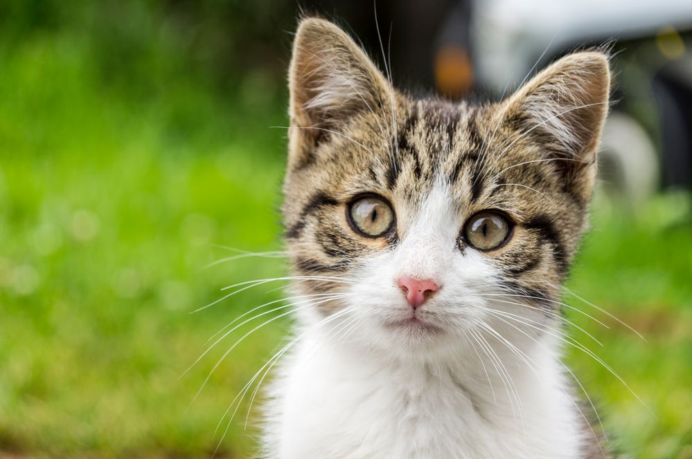 können diese Augen lügen?