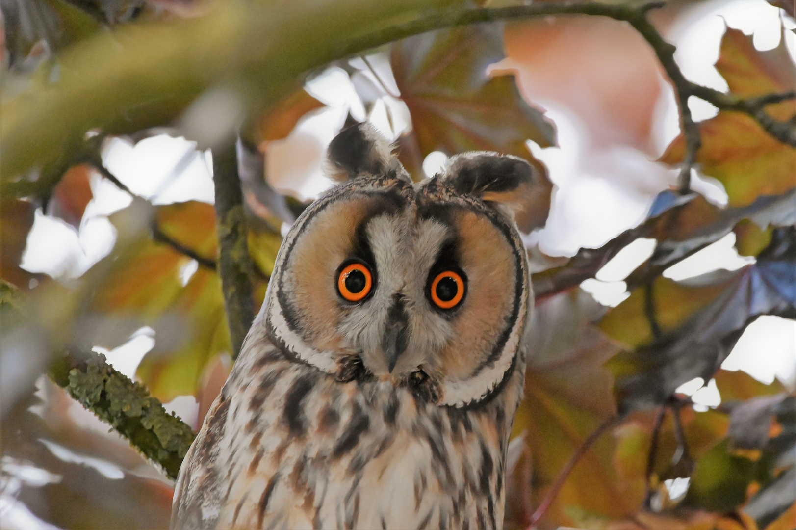 Können diese Augen lügen