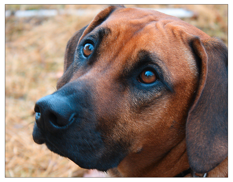 Können diese Augen lügen?