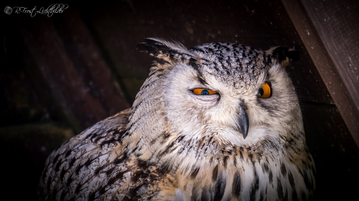 Können diese Augen lügen...?...