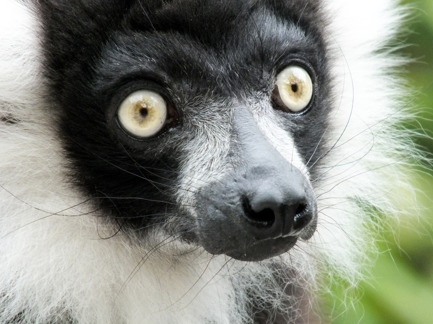 Können diese Augen lügen?