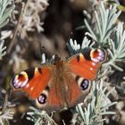 können diese Augen lügen - ein Tagpfauenauge