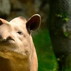 Können diese Augen lügen