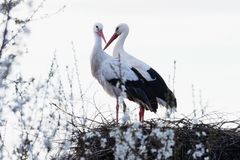 Können diese Augen lügen