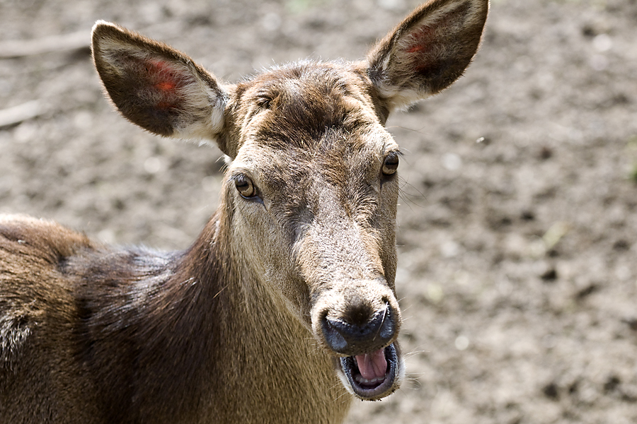 Können diese Augen lügen?