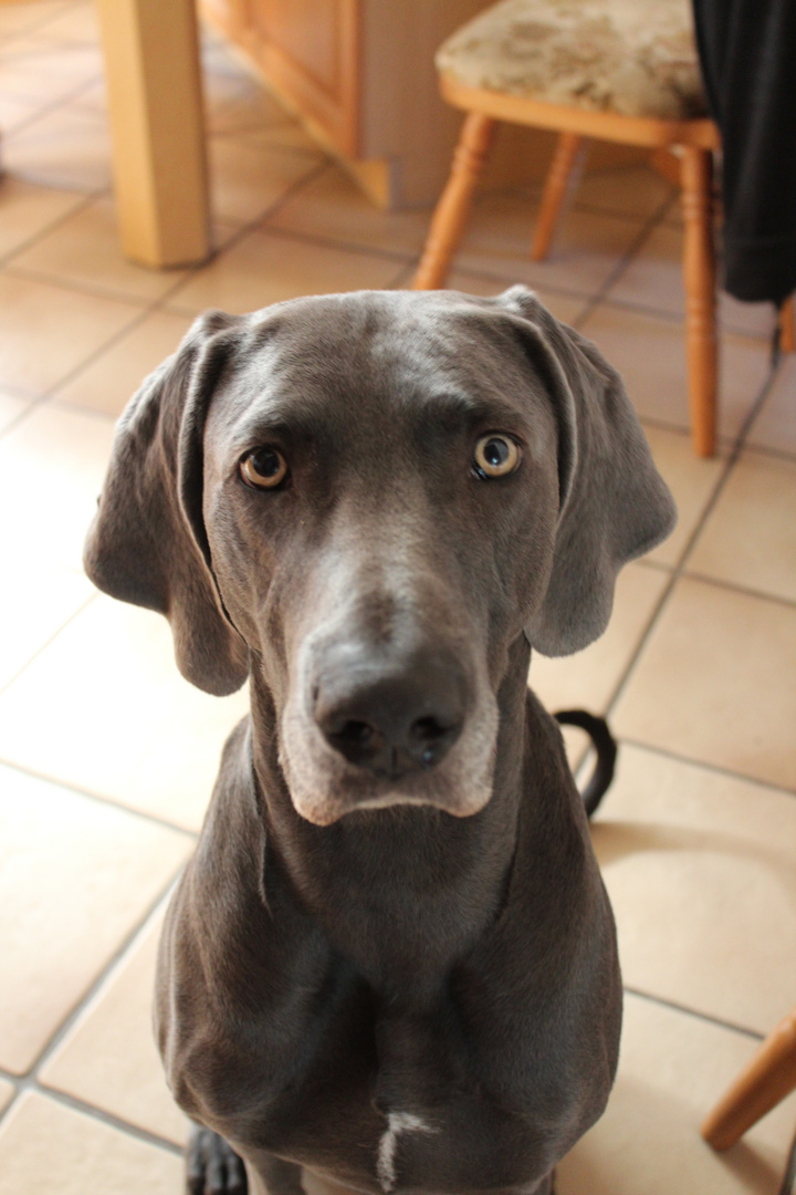 .. können diese AUGEN lügen ...? NEIN ! Her mit der Wurst !!!!