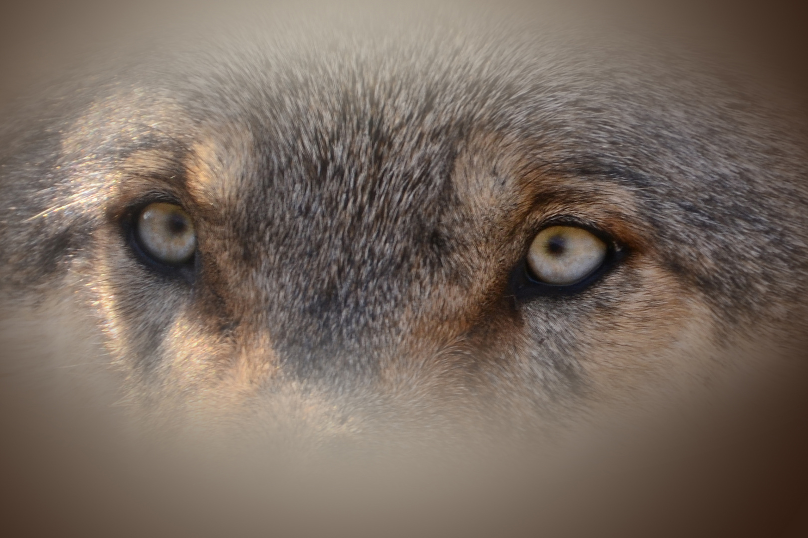 Können diese (Wolfs)augen lügen?