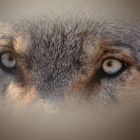 Können diese (Wolfs)augen lügen?