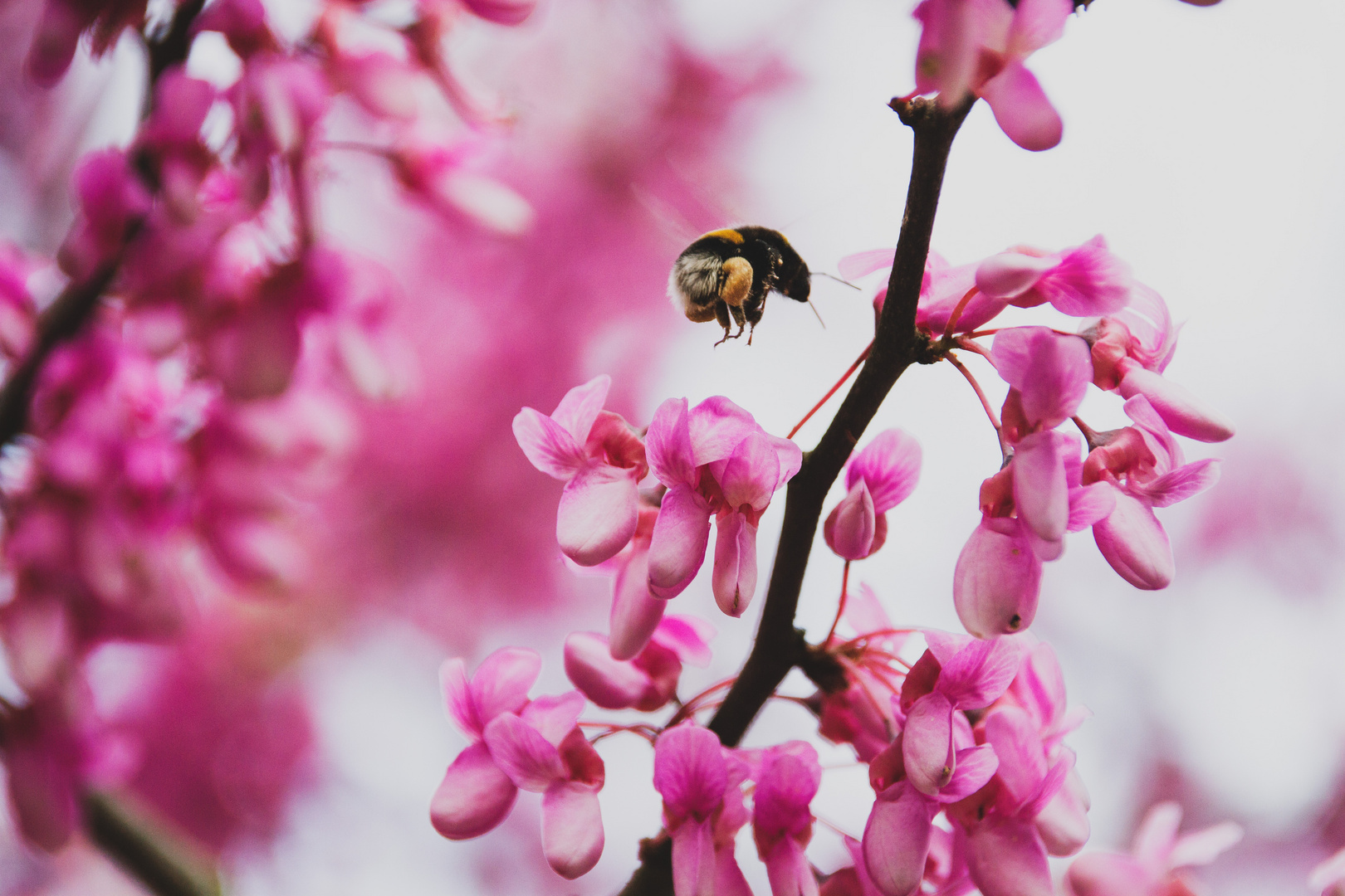 können Insekten Allergien bekommen? 