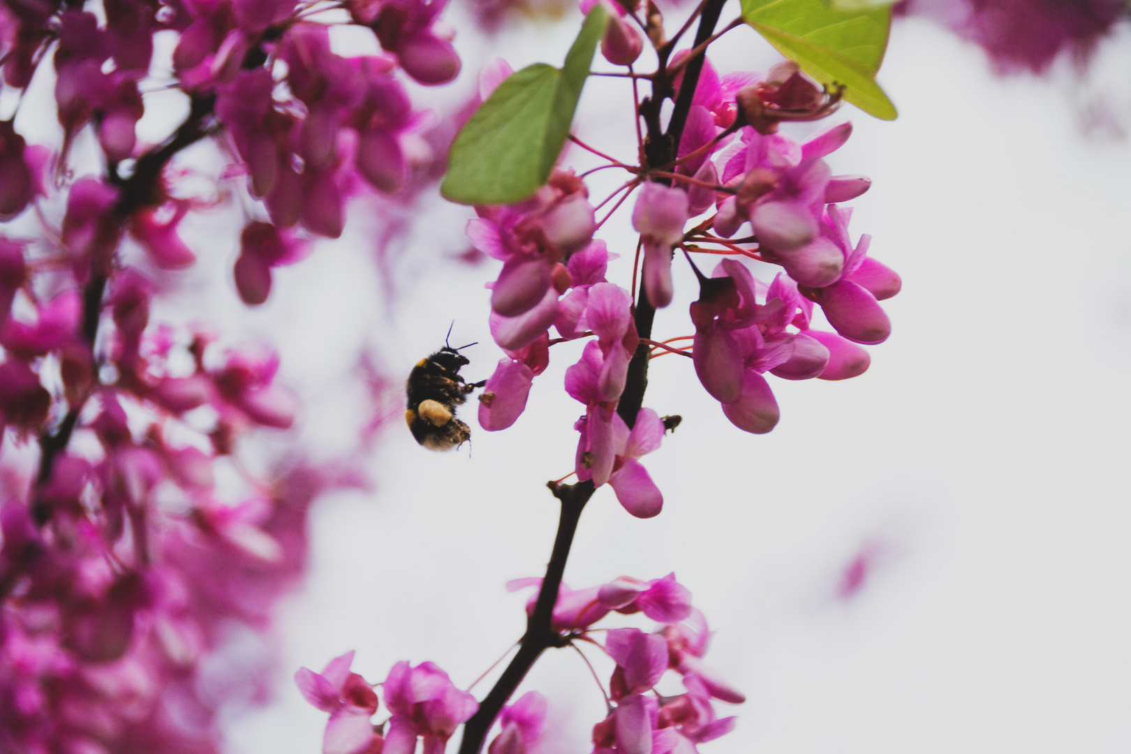 können Insekten Allergien bekommen? 