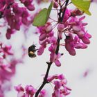 können Insekten Allergien bekommen? 