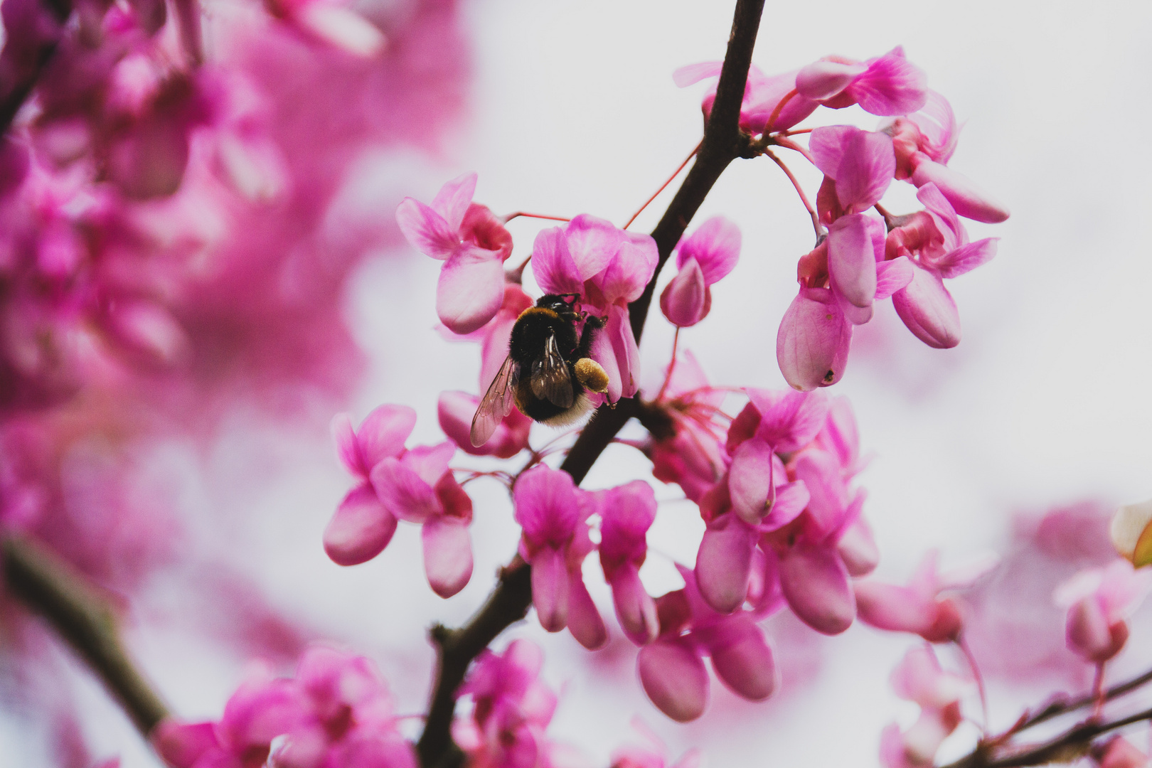 können Insekten Allergien bekommen? 