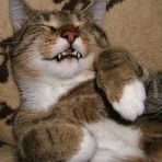 Können Katzen lachen...?