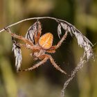 Können Kreuzspinnen ihre Farbe ändern ?