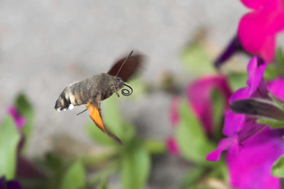 Können Mäuse fliegen?