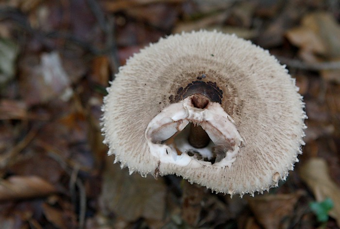 Können Pilze bellen ?