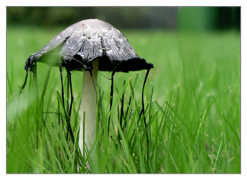 Können Pilze Trauer tragen ?