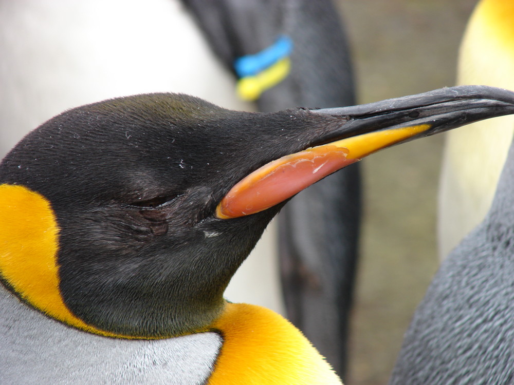 Können Pinguine weinen ?