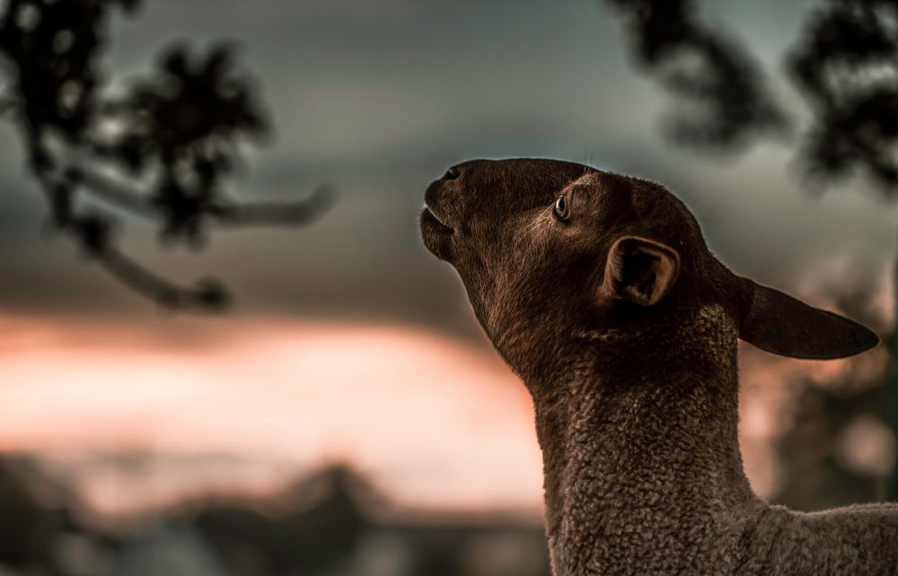 Können Schafe träumen ? Foto & Bild tiere, haustiere, nutztiere Bilder auf