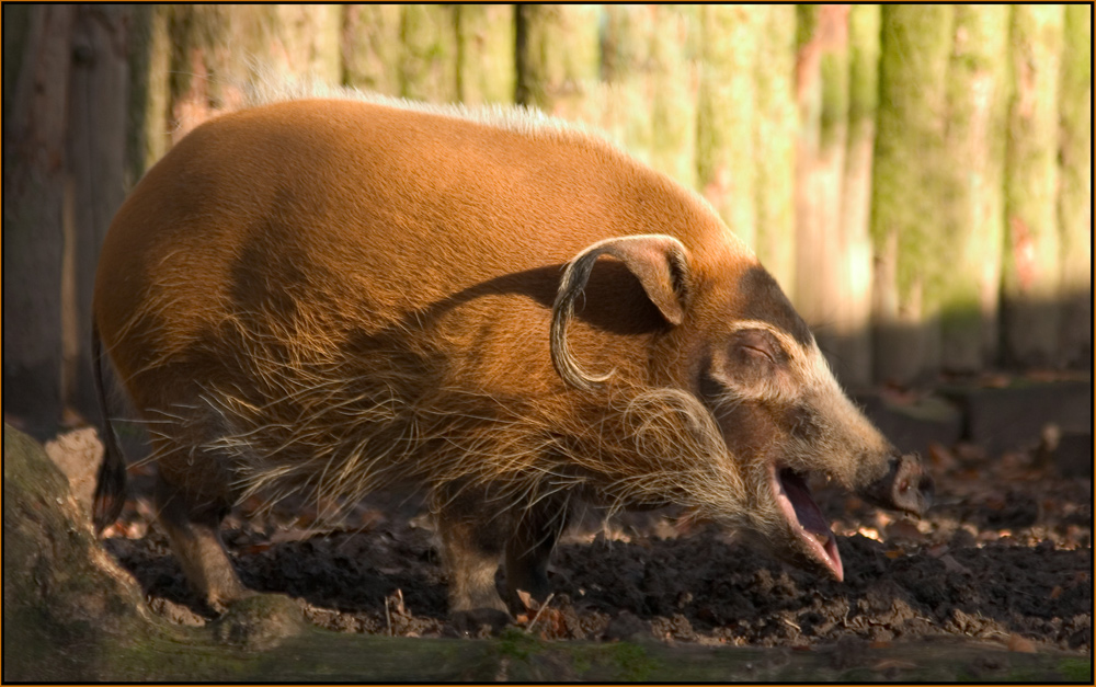 Können Schweine lachen ?