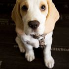 Können Sie hierzu "Nein" sagen? :) - Beagle