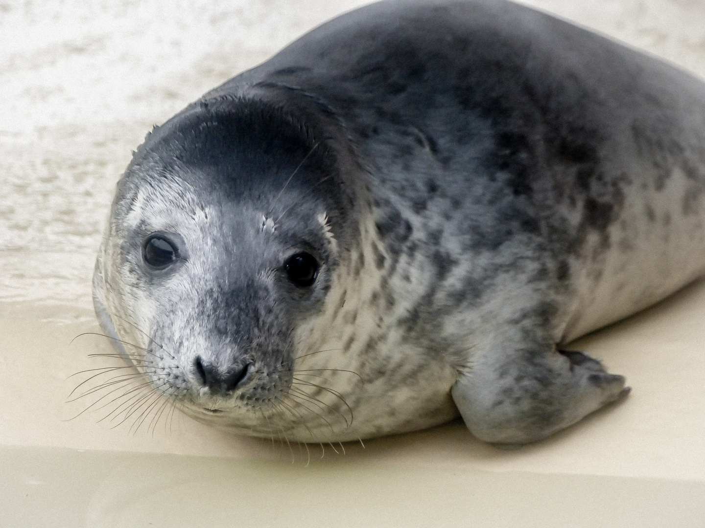 Können solche Augen lügen