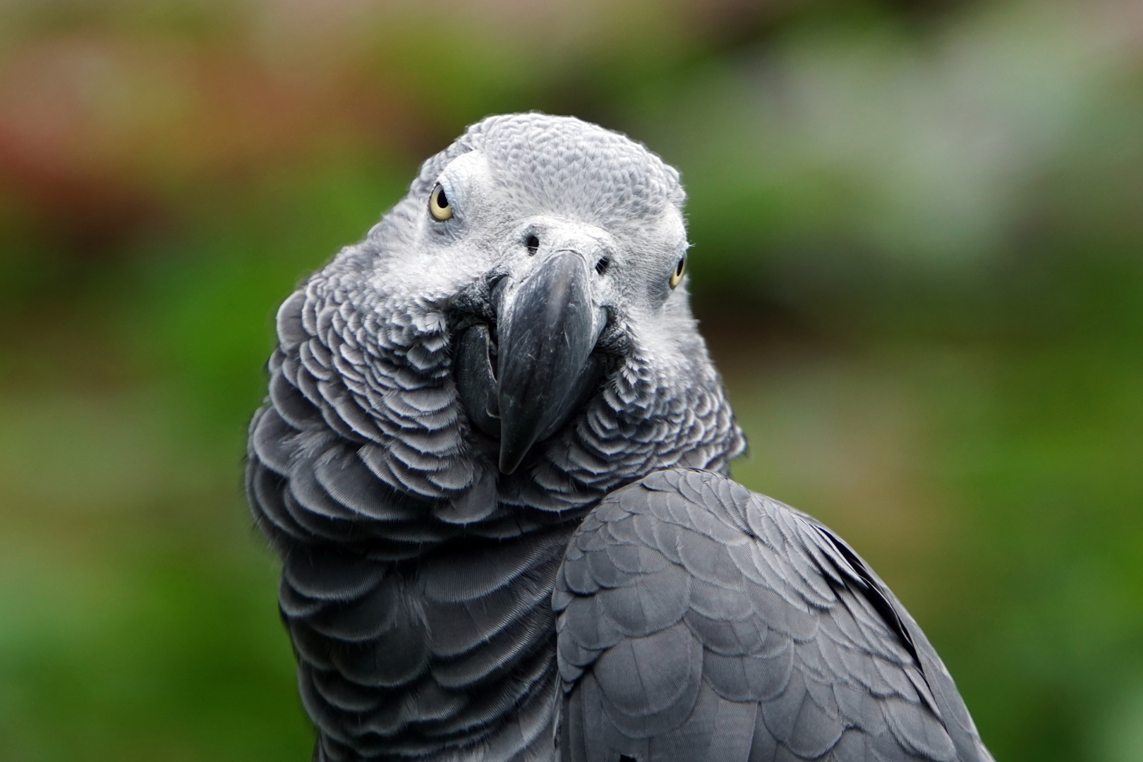 Können Vögel flirten?