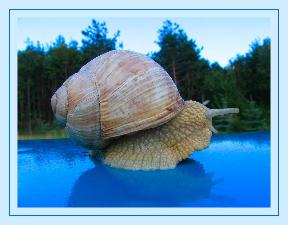 KönnenSchnecken tatsächlich schwimmen