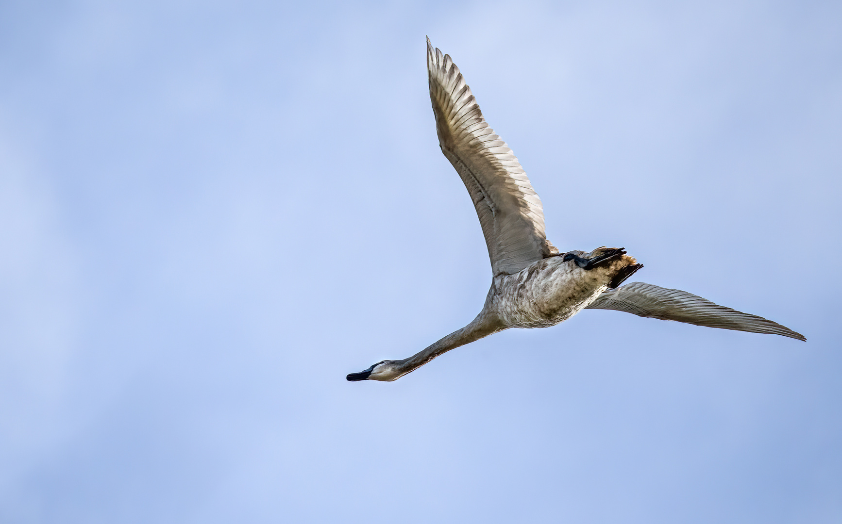 "Könnt ihr erkennen, ob es ein Höcker- oder ein anderer Schwan ist"?