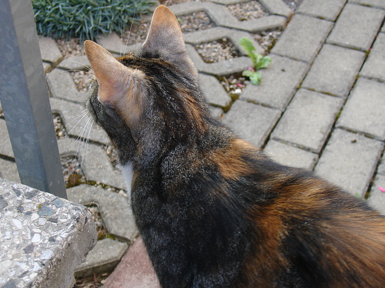 Könnt ihr mir mal bitte hinter die Öhrchen schauen?