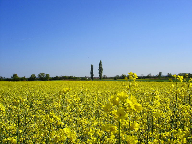 könnt in der Toskana sein,ist aber in Burgenland,genauer gesagt bei Trausdorf.