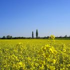 könnt in der Toskana sein,ist aber in Burgenland,genauer gesagt bei Trausdorf.