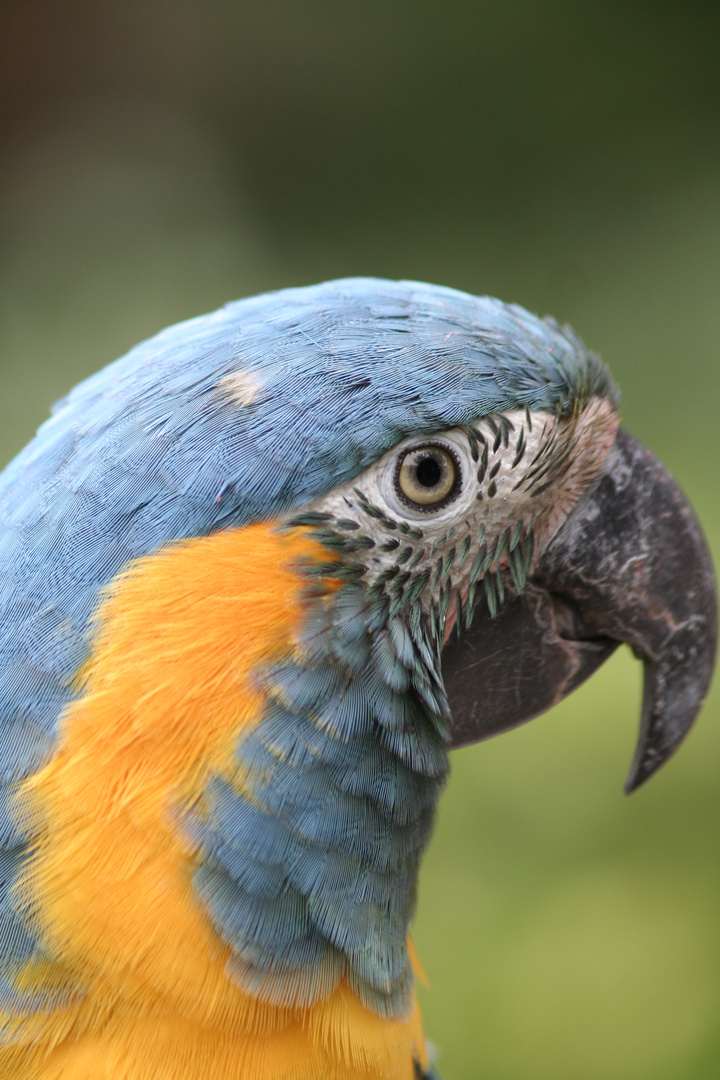 Könnte auch ein Paradiesvogel sein !!!