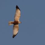 "Könnte das ein HABICHTSADLER sein"?