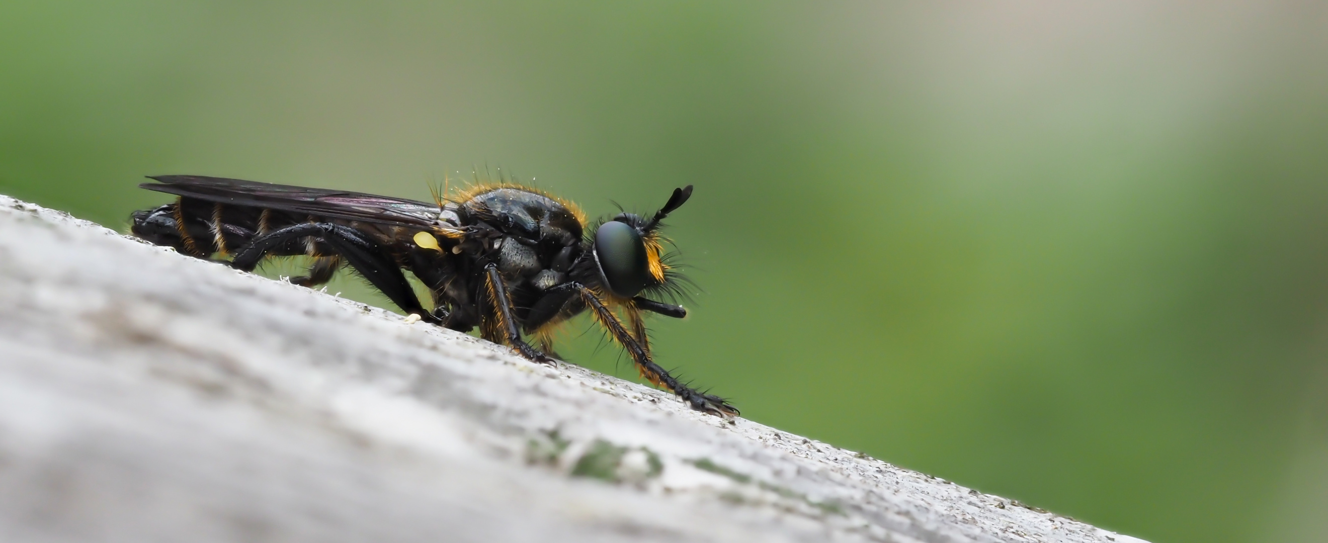 Könnte die "Kleine Mordfliege" sein