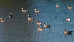 Könnte die zweite von links eine Kurzschnabelgans sein?  Maasduinen,Reijndersmeer b. Well, 16.10.11