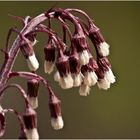 könnte eigentlich auch Pinselblume heißen :-)