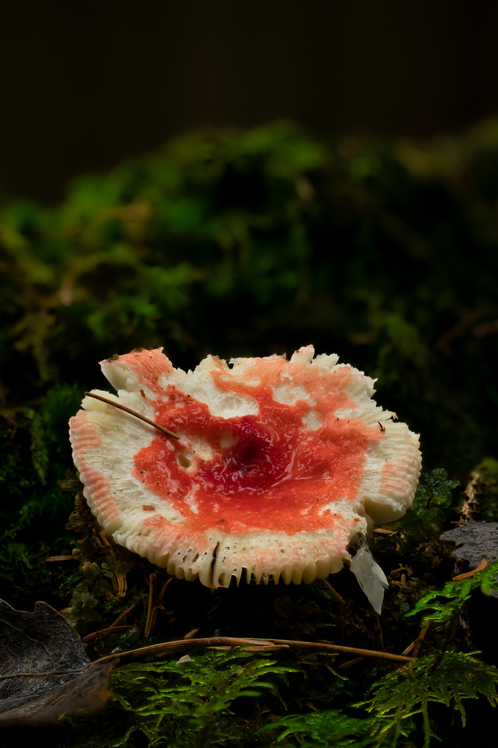 könnte ein SpeiTäubling sein Foto & Bild pflanzen, pilze & flechten