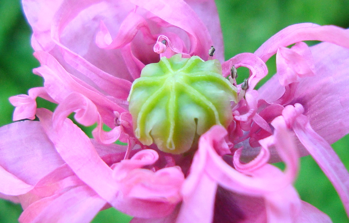 könnte eine Art Mohn sein ?!