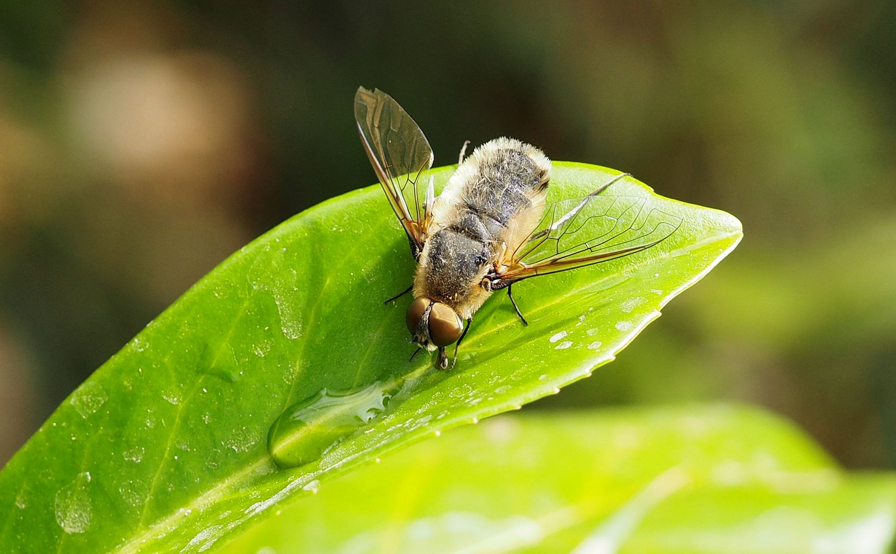 Könnte eine Hottentotten Fliege sein oder ?