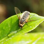 Könnte eine Hottentotten Fliege sein oder ?